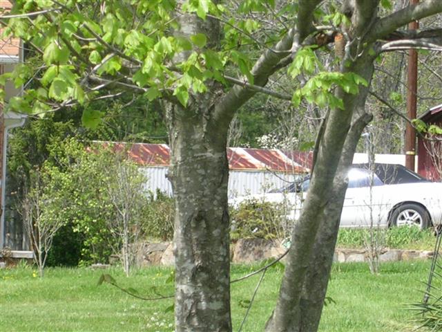 A picture of the property located at 157 RAINBOW LN, BLACK MOUNTAIN NC 28711.