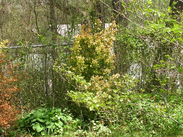 A picture of the property located at 17 WINTER HAVEN LN, BLACK MOUNTAIN NC 28711.