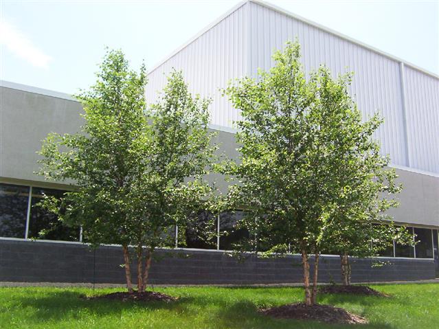 A picture of the property located at 6 TRIDENT DR, ARDEN NC 28704.