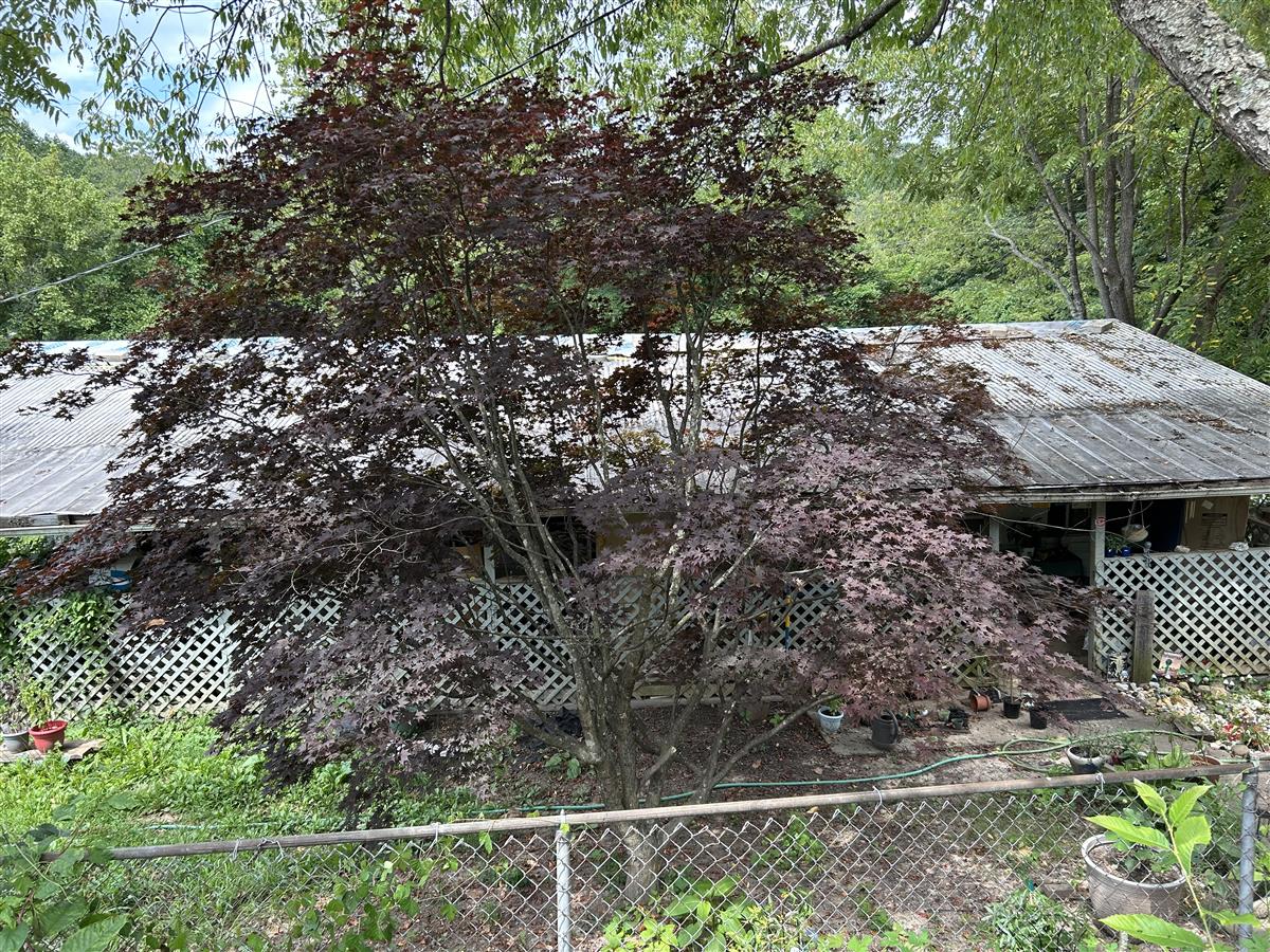 A picture of the property located at 153 VINEWOOD CIR, ASHEVILLE NC 28806.
