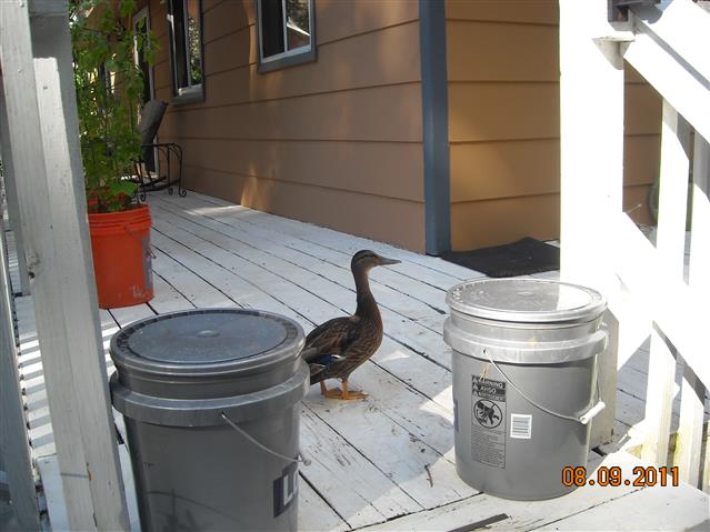 A picture of the property located at 82 MOUNT ROYAL DR, ARDEN NC 28704.