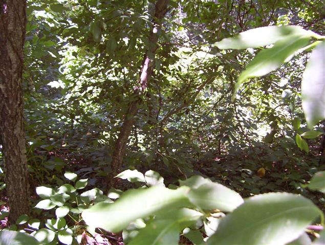 A picture of the property located at 44 GRIFFING CIR, ASHEVILLE NC 28804.